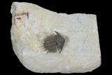 Bumpy Acanthopyge (Lobopyge) Trilobite #100182-1